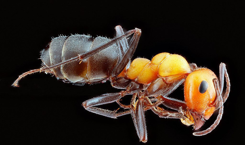 Ant Control service in Lake Charles, LA