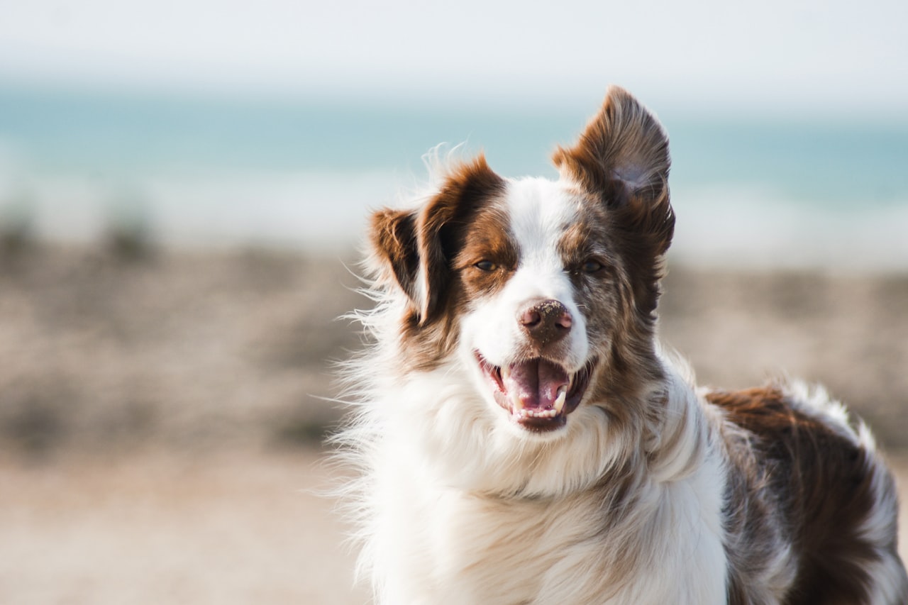 Flea & Tick Control service in Lake Charles, LA