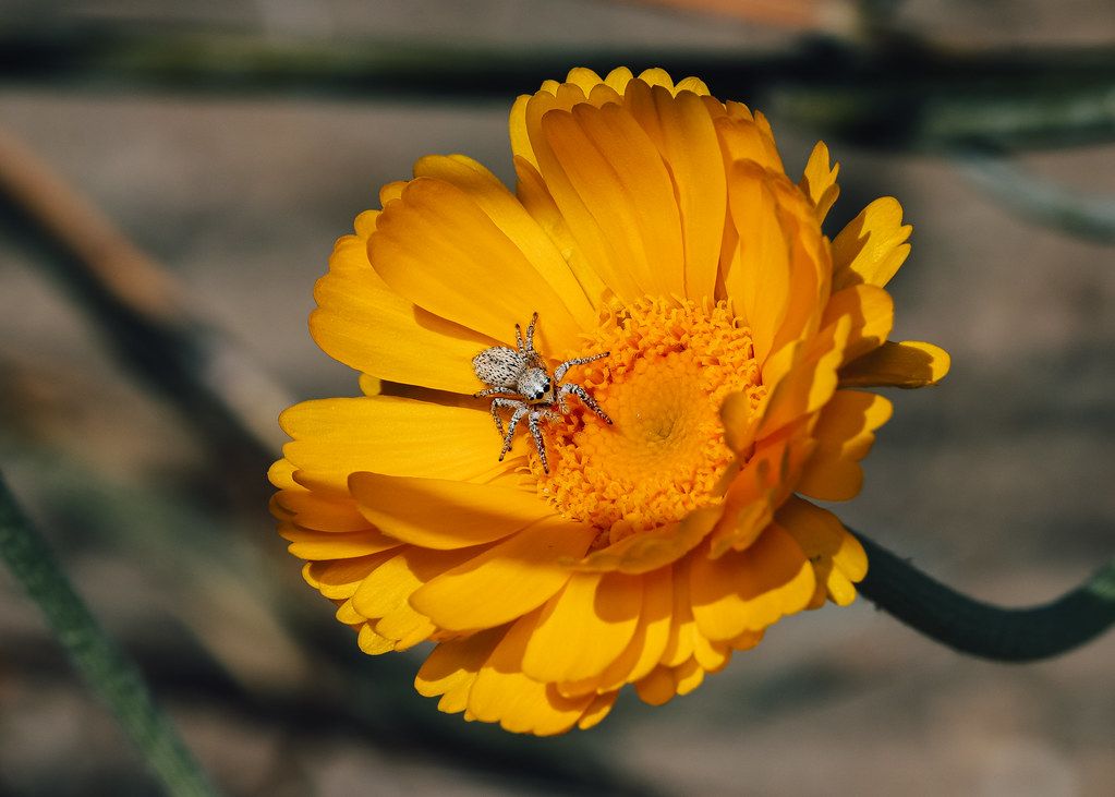 Spider Control service in Lake Charles, LA